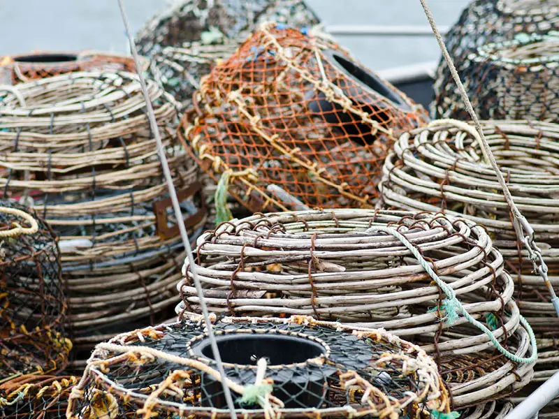 BIO.INSPECTA'S FISHERY IMPROVEMENT PROJECT EXPERTISE